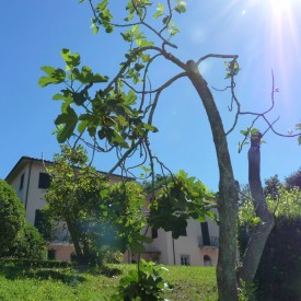 Villa Rosa - exterior view